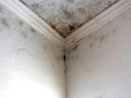 Alice, TX Mold Removal Services Company